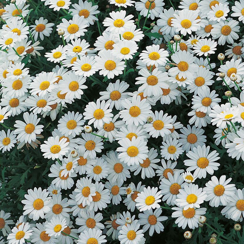 Weiße Margeritenblüten mit gelber Mitte