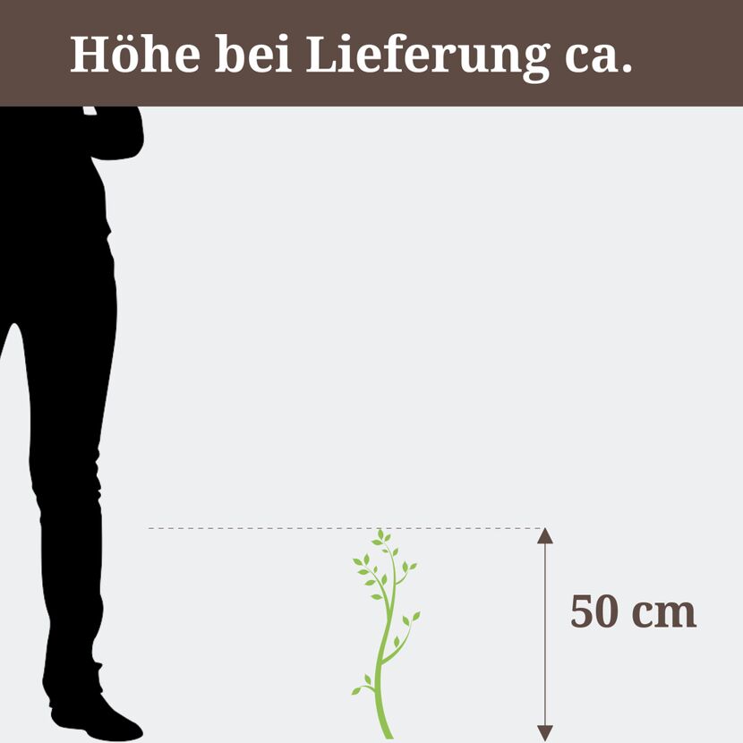 Pflanze ca. 50 cm hoch neben einer Person