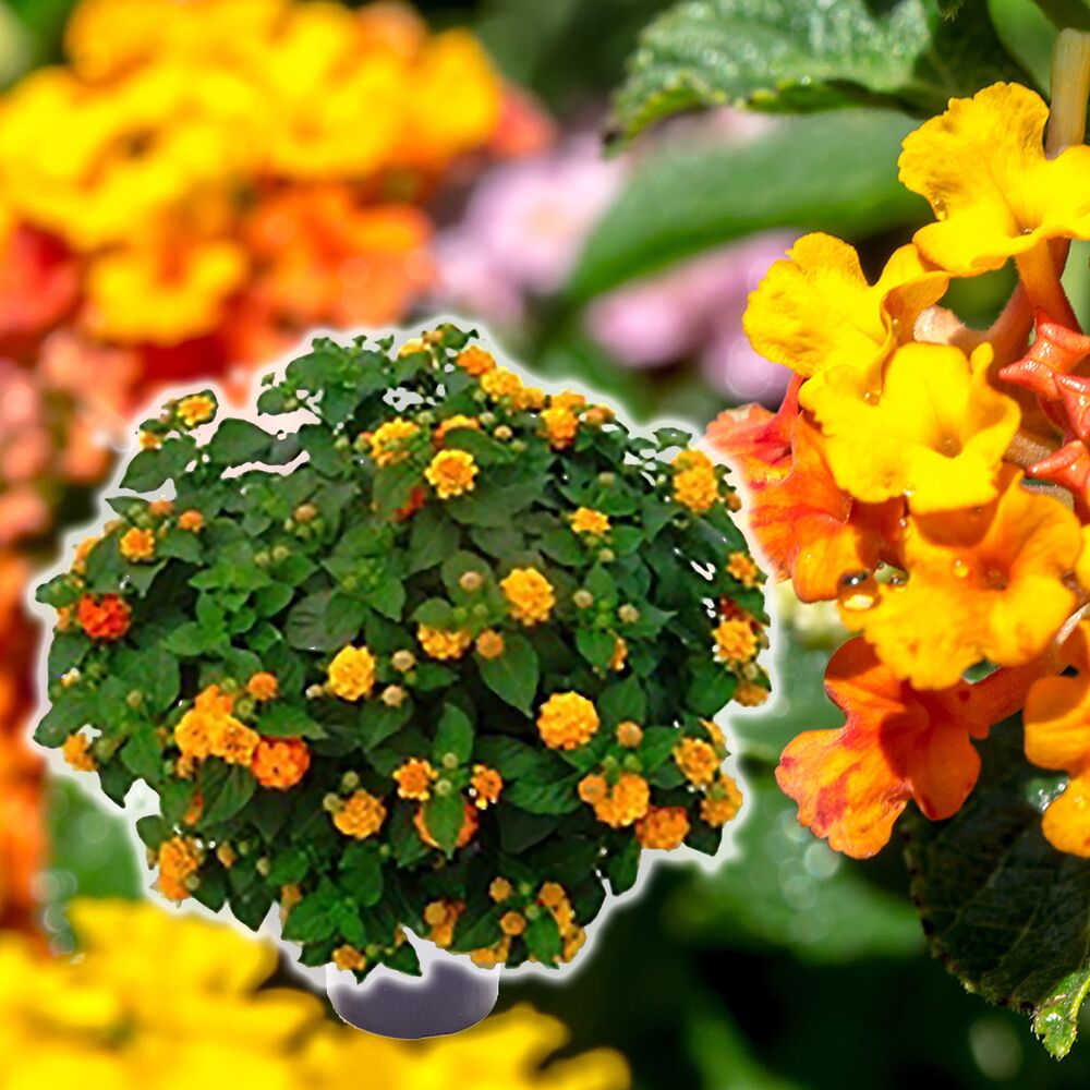 Lantanen Busch mit kleinen orangen Blüten
