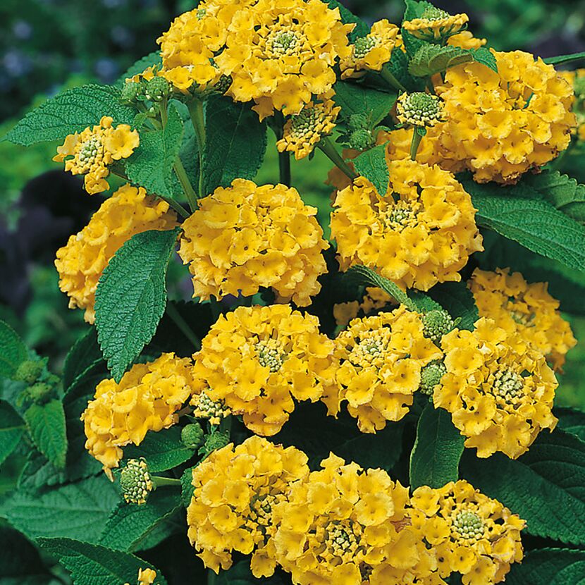 Gelbe Lantanenblüten