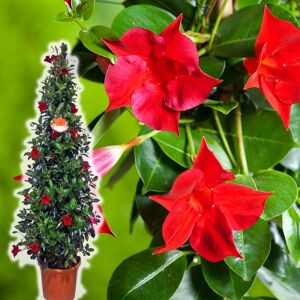 Dipladenia-Pyramide rot, 170 cm