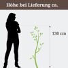 Harlekinweide, Höhe bei Lieferung ca. 130 cm