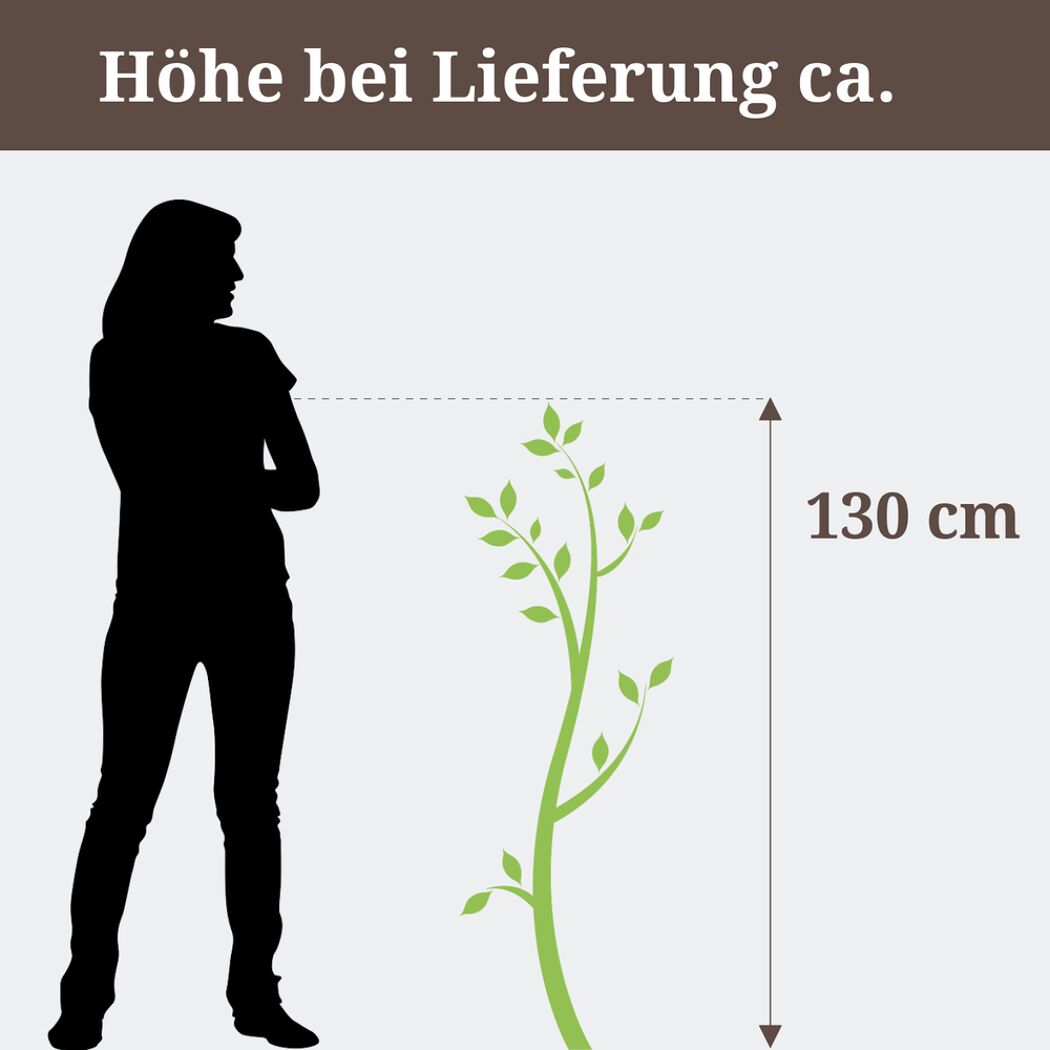 Harlekinweide, Höhe bei Lieferung ca. 130 cm