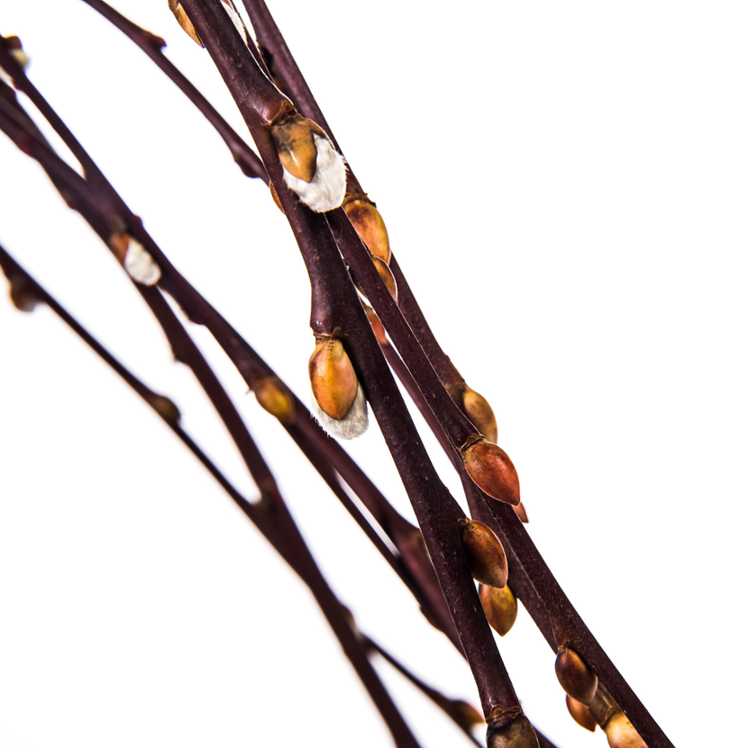 Kätzchenweidenzweige mit Knospen