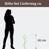 Hängekätzchenweide, Höhe bei Lieferung ca. 60 cm