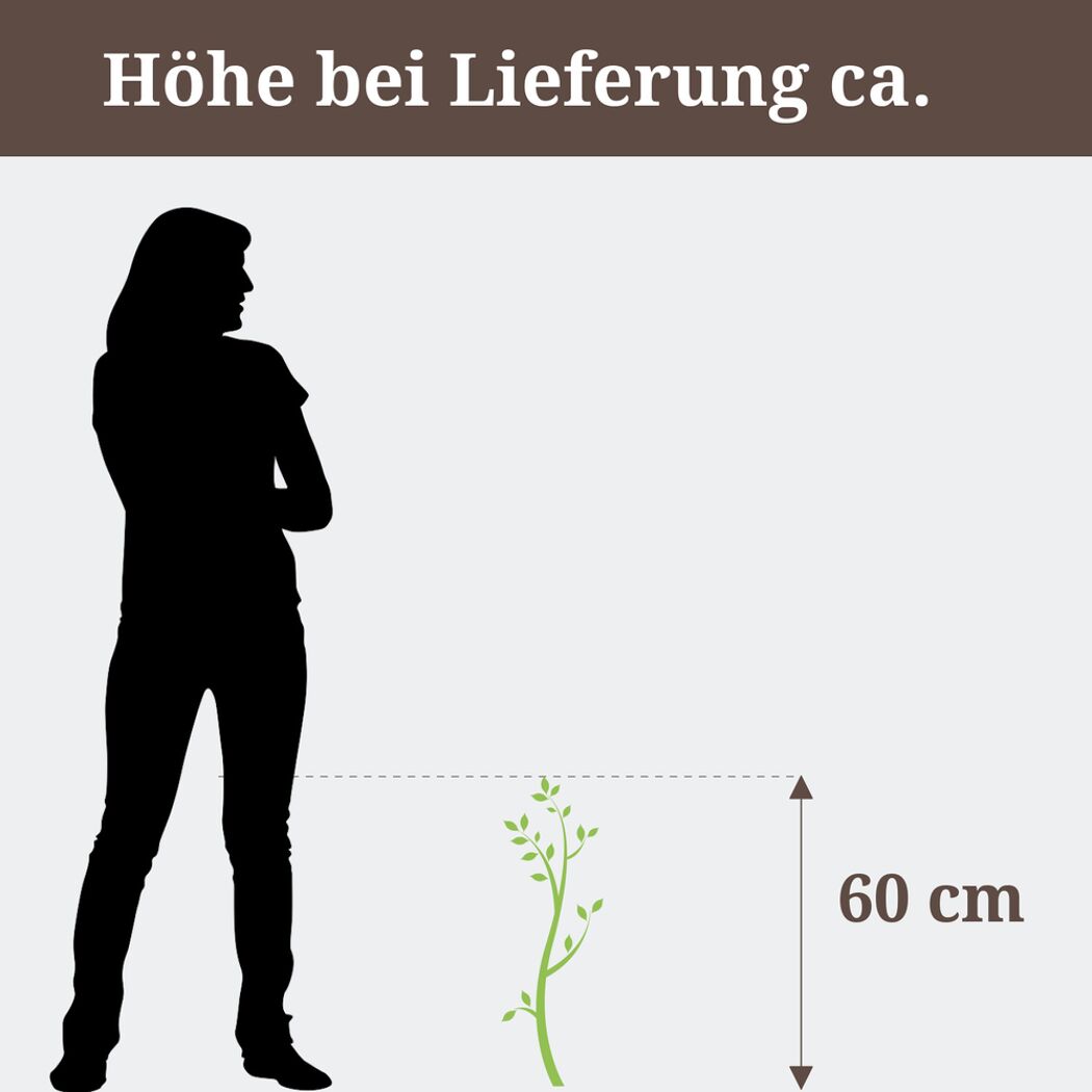 Hängekätzchenweide, Höhe bei Lieferung ca. 60 cm