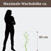 Person steht neben einer 80 cm hohen Hängekätzchenweide.