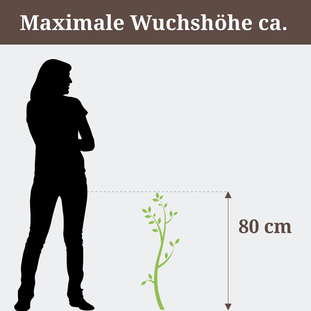 Person steht neben einer 80 cm hohen Hängekätzchenweide.