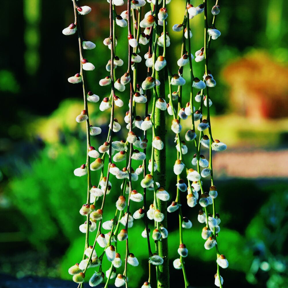Hängende Kätzchenzweige der Salix caprea pendula.