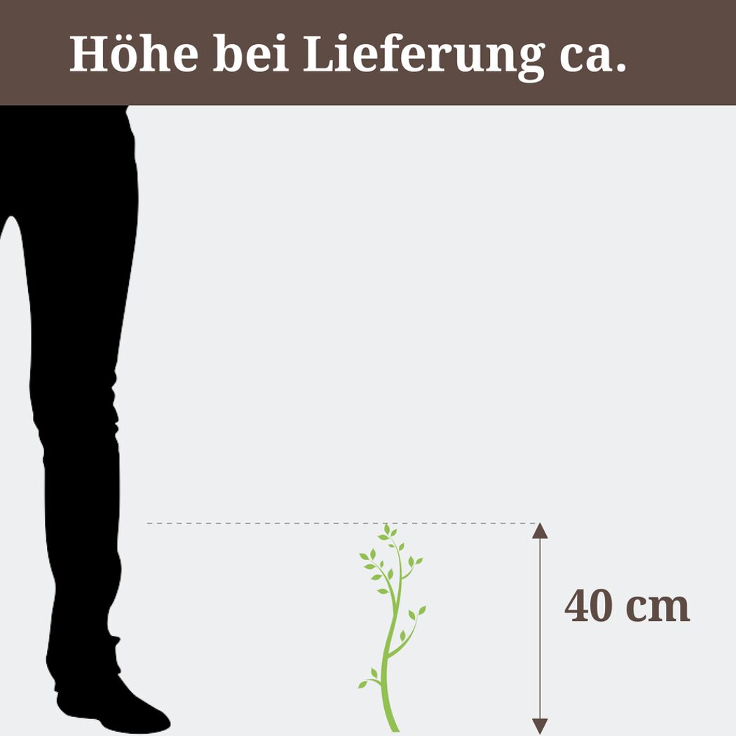 Schneeball, Höhe bei Lieferung ca. 40 cm