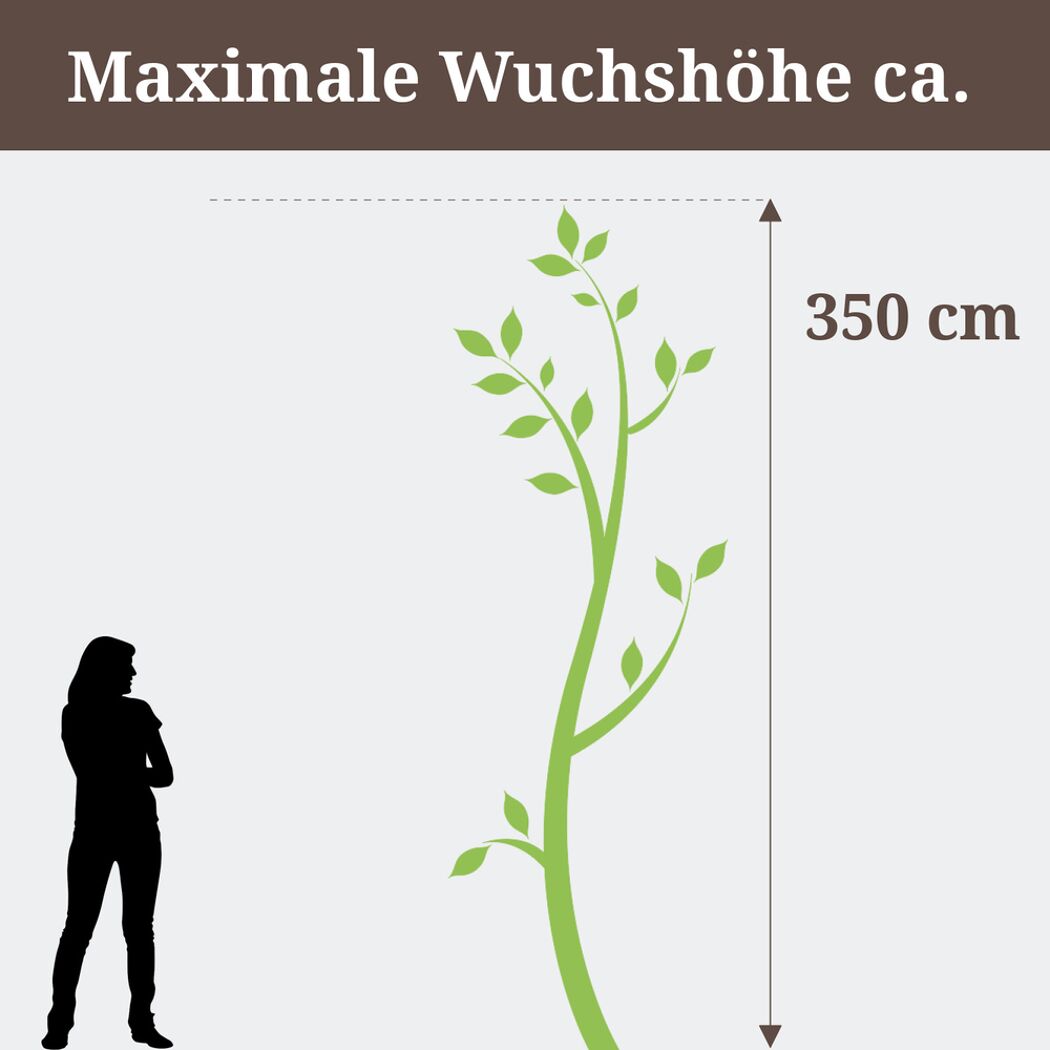 Schneeball, maximale Wuchshöhe 350 cm, Person zum Größenvergleich