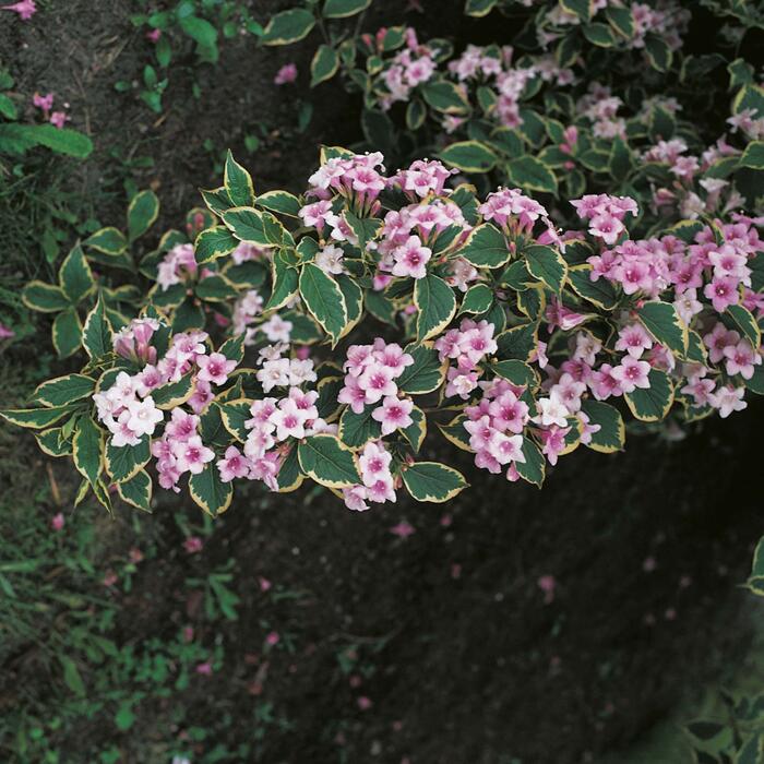 Buntblättrige Weigelie "Nana Variegata"