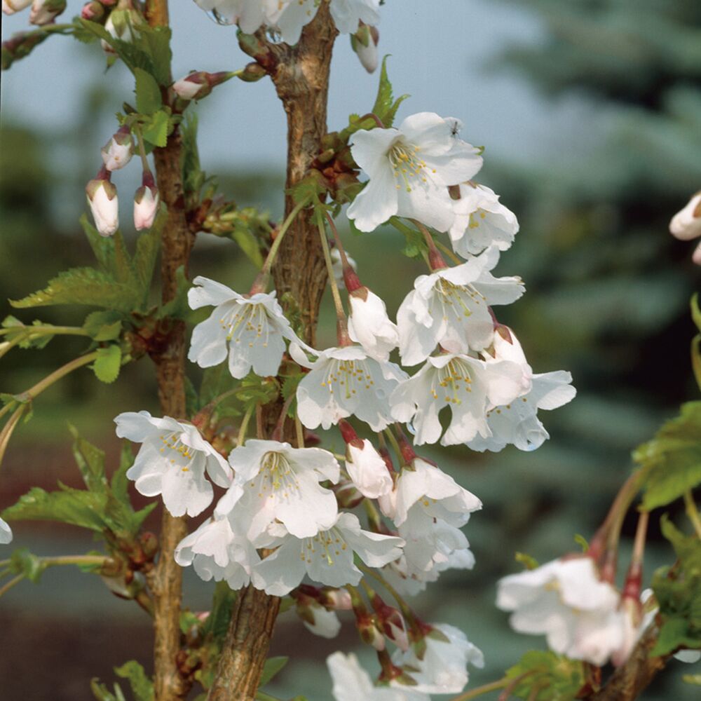 Weiße Blüten der Zierkirsche Brillant