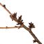 Ast einer Zierkirsche mit Knospen