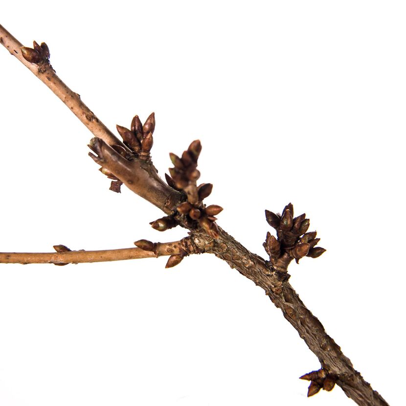 Ast einer Zierkirsche mit Knospen