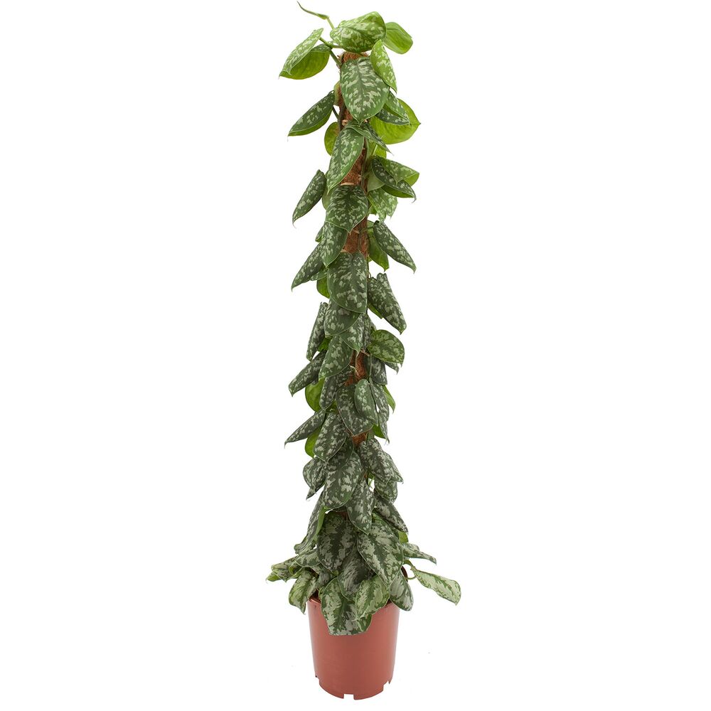 Scindapsus Pictus im Topf