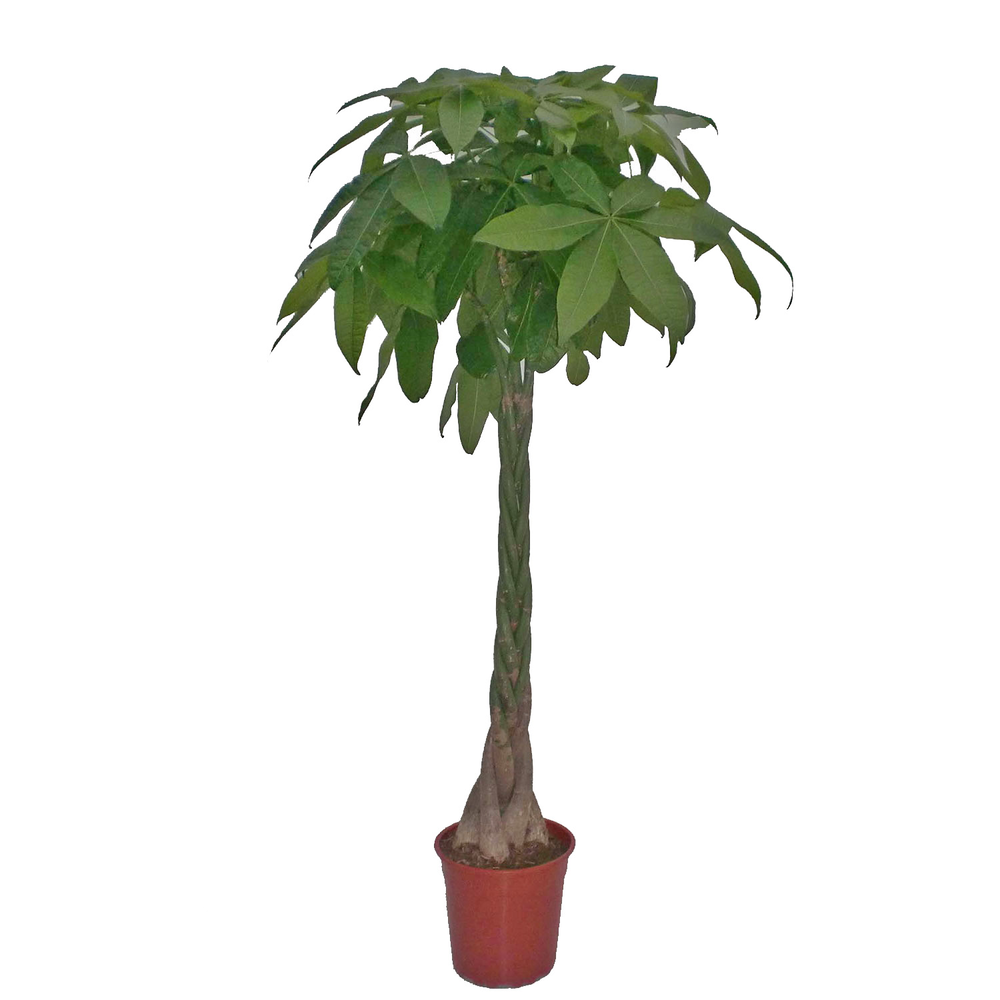 Glückskastanie mit geflochtenem Stamm