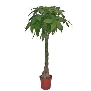 Glückskastanie mit geflochtenem Stamm