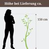 Glückskastanie mit geflochtenem Stamm