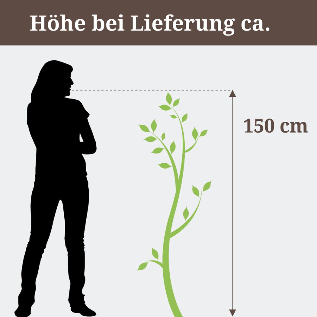 Glückskastanie mit geflochtenem Stamm
