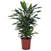 Drachenbaum 'Janet' verzweigt 24 cm Topf