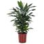 Drachenbaum 'Janet' verzweigt 24 cm Topf
