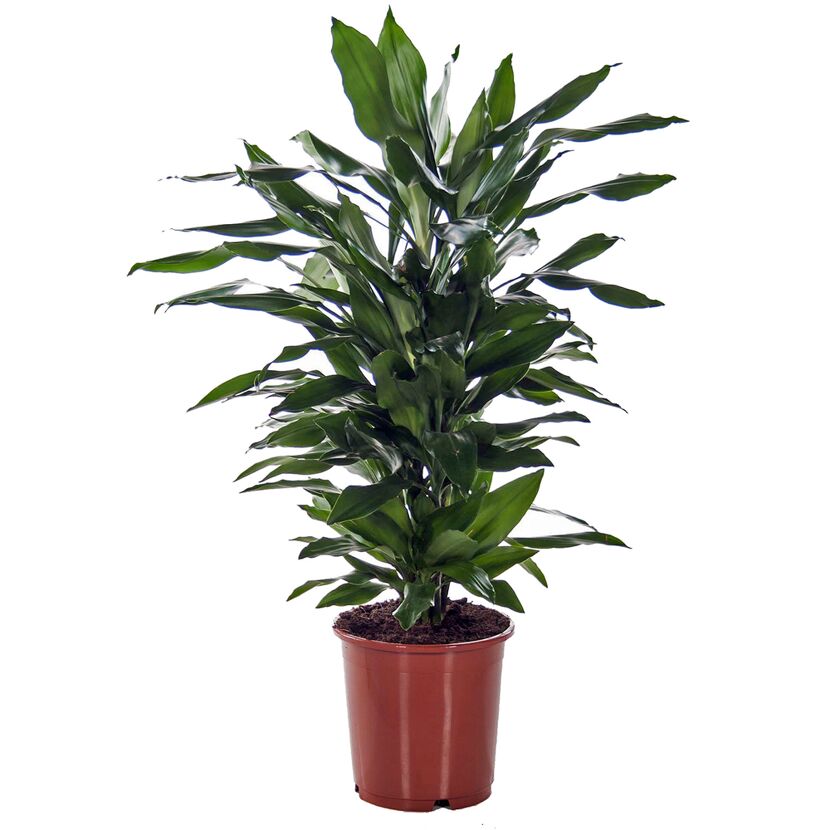 Drachenbaum 'Janet' verzweigt 24 cm Topf