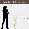 Drachenbaum 'Janet' verzweigt 24 cm Topf
