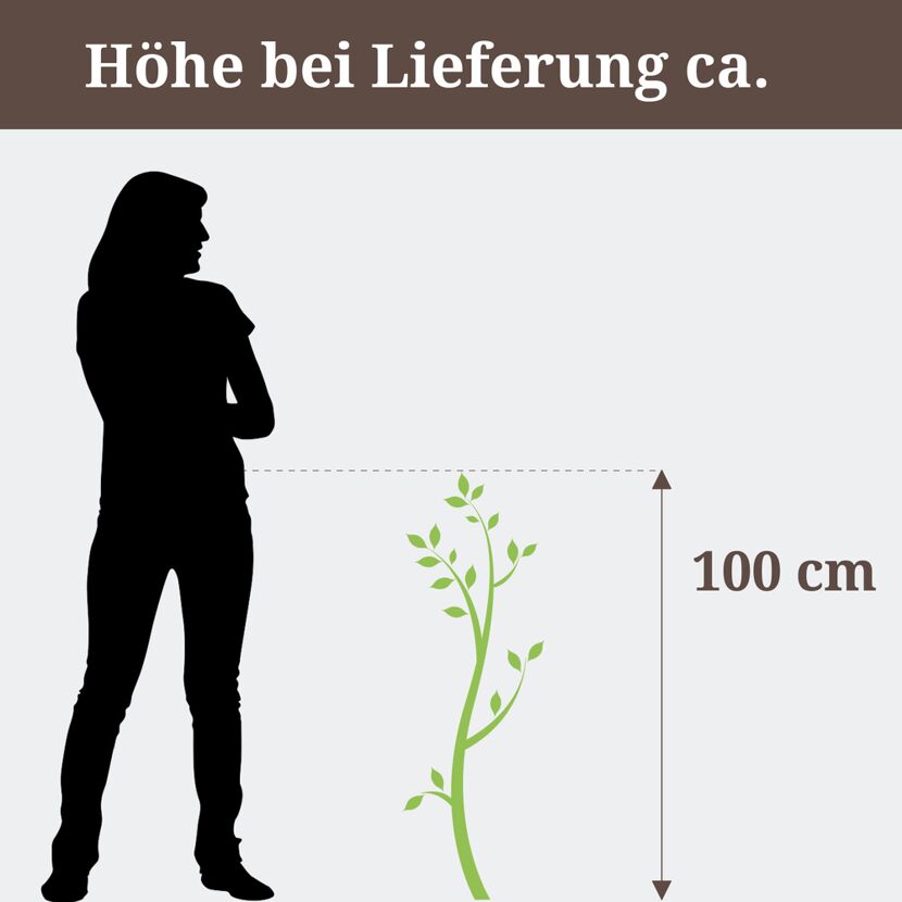 Drachenbaum 'Janet' verzweigt 24 cm Topf