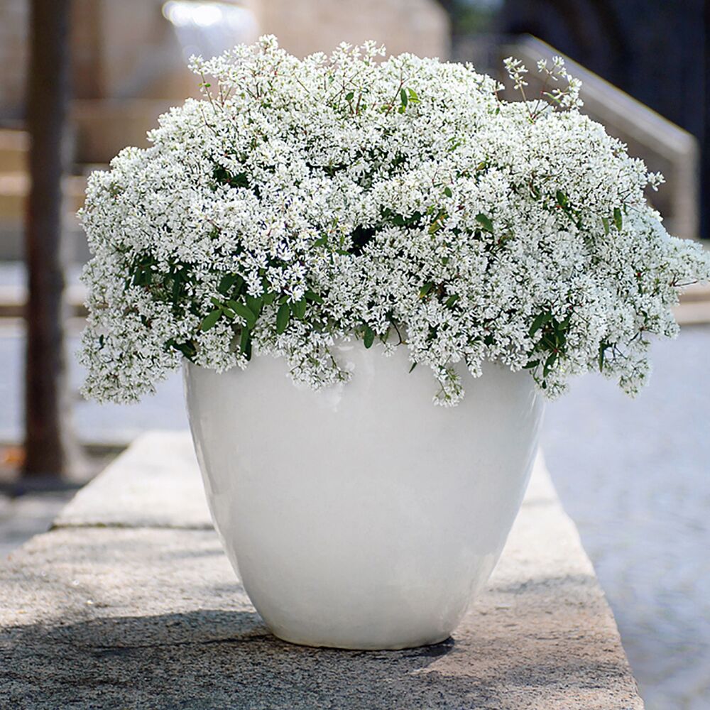 Weißer Zauberschnee in weißem Topf