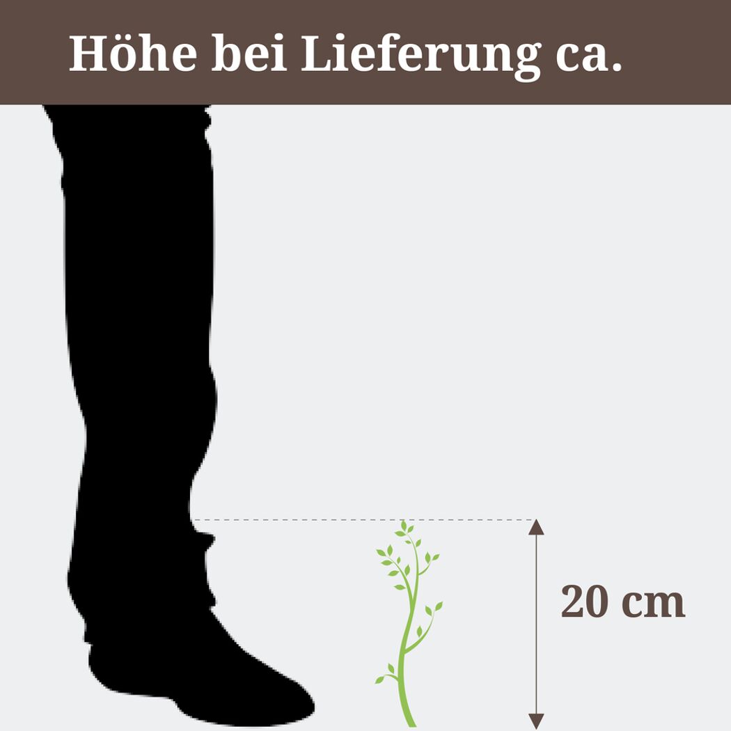 Pflanze mit einer Höhe von 20 cm neben einem Fuß