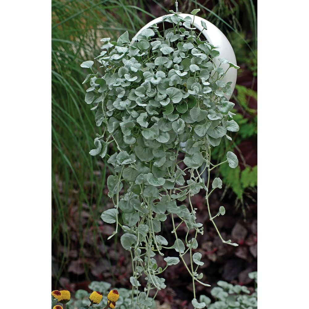 Silbergraue Strukturpflanze Dicondra in weißem Hängetopf