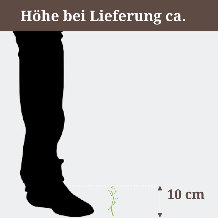 Die Strukturpflanze ist ca. 10 cm hoch.
