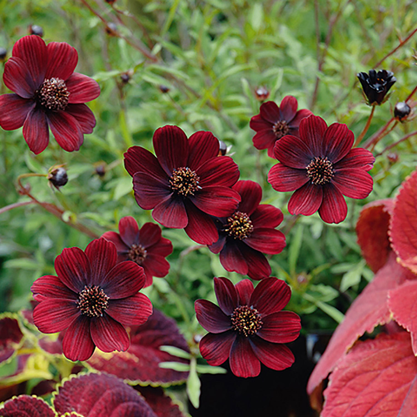 Dunkelrote Schokoladen-Kosmeenblüten.