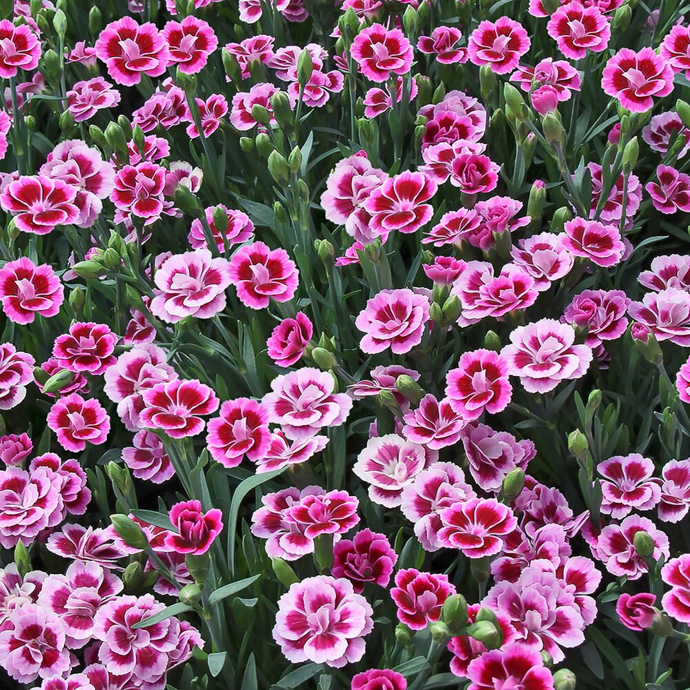 Pink Kiss Bartnelken