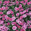 hauptbild