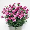 Topf mit rosa-pinken Bartnelken