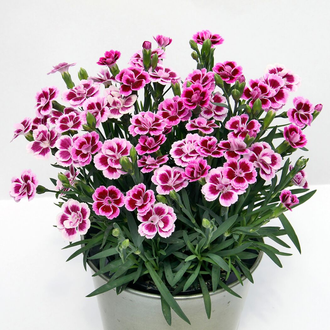 Topf mit rosa-pinken Bartnelken