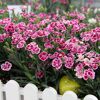 Pinke Bartnelken Pink Kisses im weißen Blumenkasten