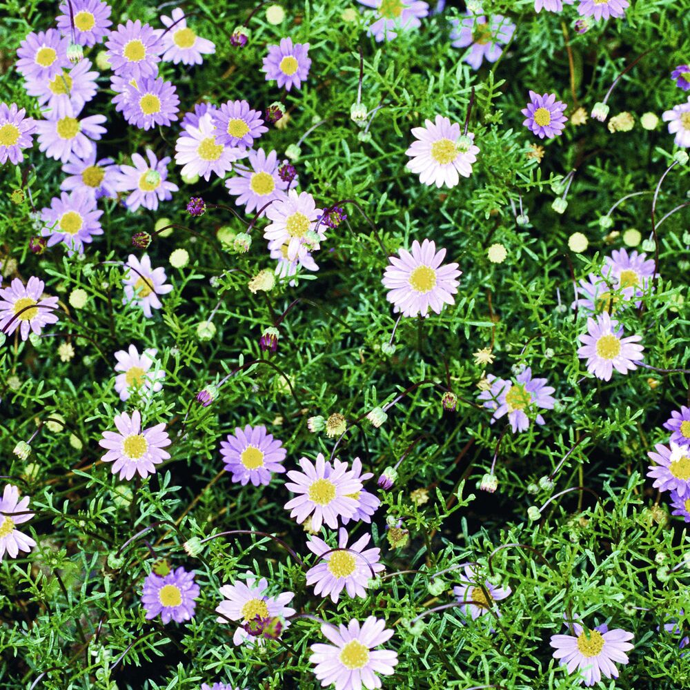 Lila Brachyscome-Blüten