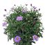 Lila Brachyscome-Pflanze