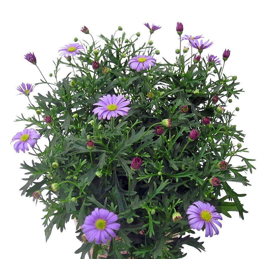 Lila Brachyscome-Pflanze