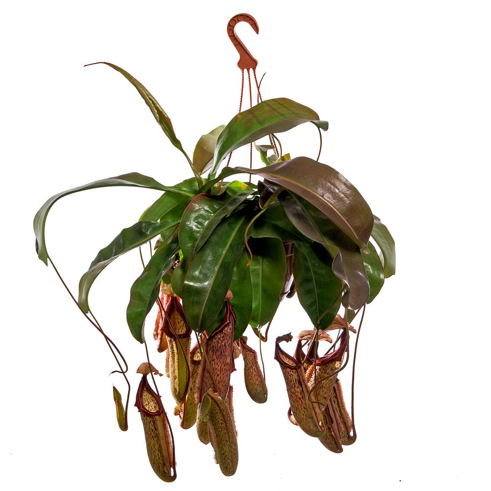 Hängende Kannenpflanze mit vielen Kannen