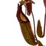 Nepenthes Maxima Kannenpflanze