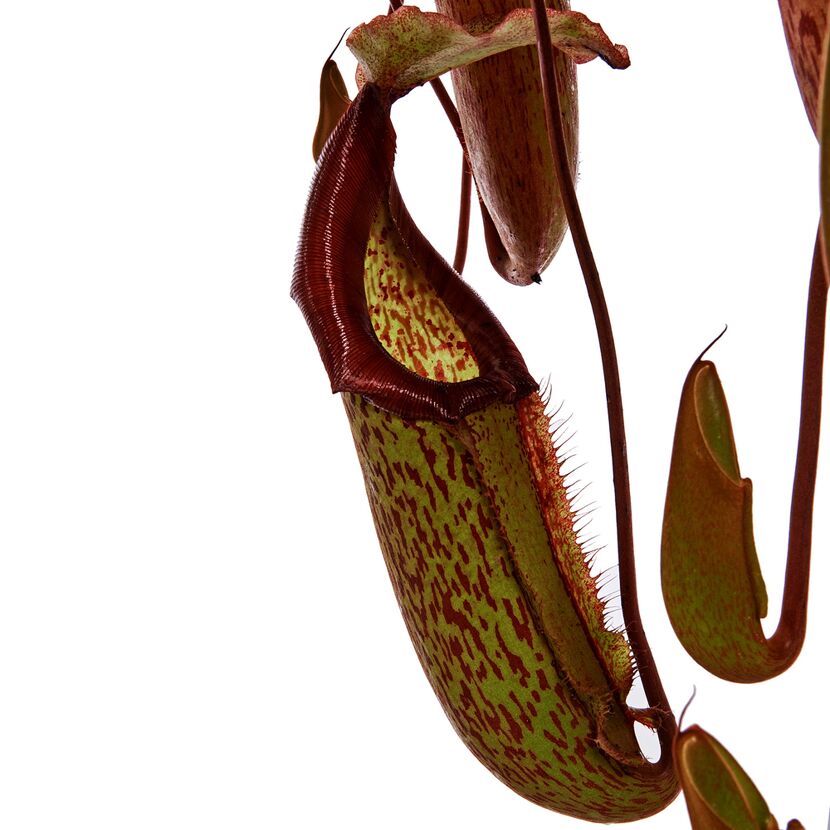 Nepenthes Maxima Kannenpflanze