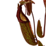 Verkleinertes Bild von Kannenpflanze "Maxima", 20 cm Ampel