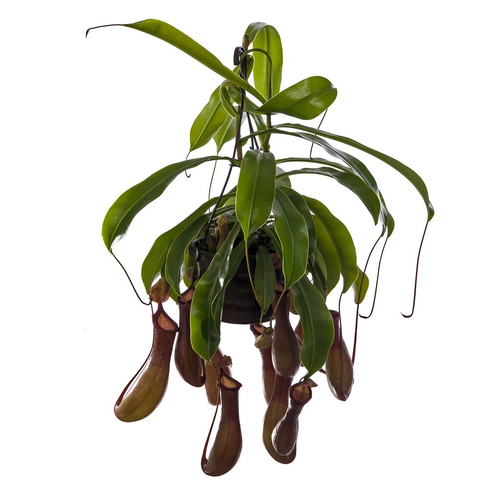 Hängende Kannenpflanze mit grünen Blättern und braunen Kannen.