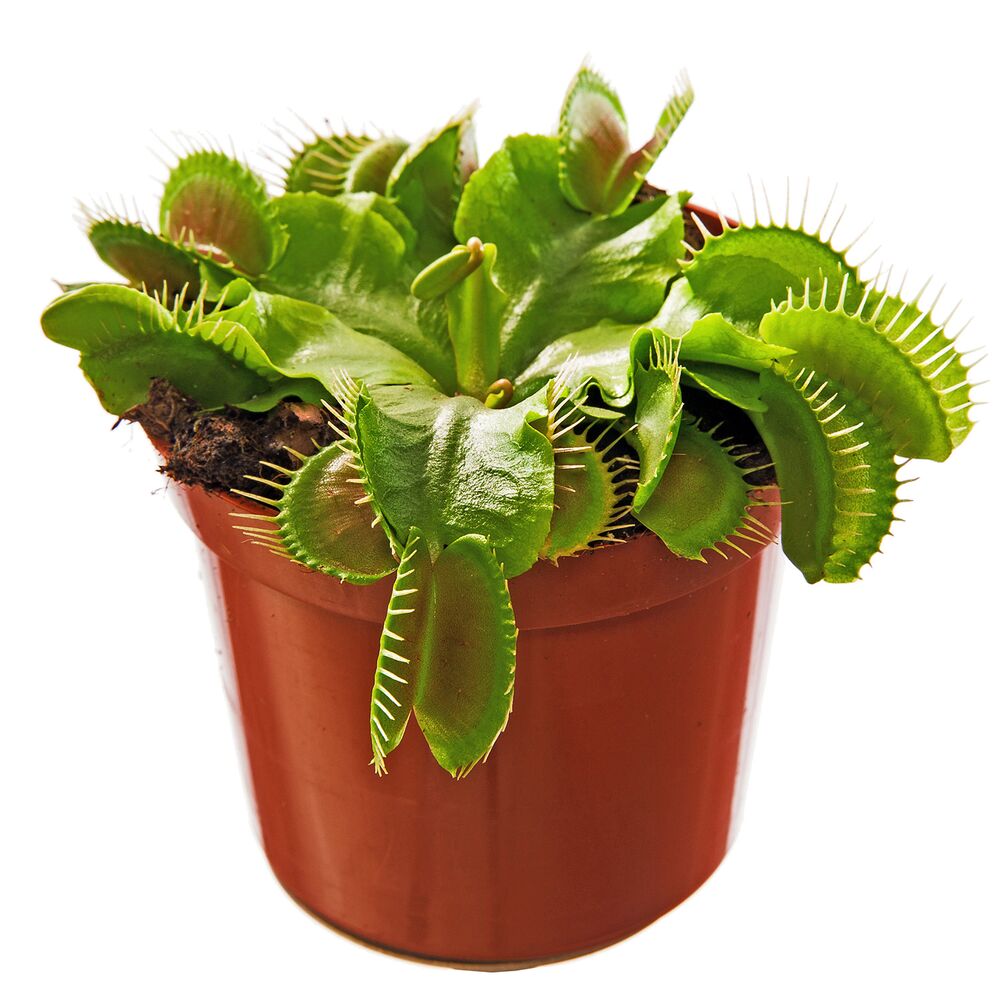 Venusfliegenfalle in einem Topf