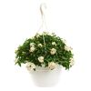 Hängender Topf mit weißblühendem Solanum Jasminoides