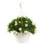 Hängender Topf mit weißblühendem Solanum Jasminoides
